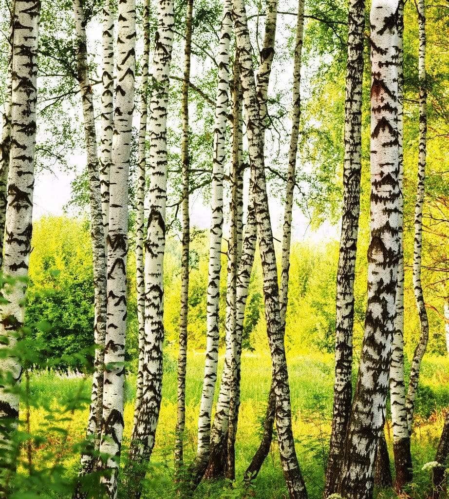 Non-Woven Photo Wallpaper Birch Forest 225 X 250 Cm | Non-Woven Wallpaper - Wall Wallpaper With Paste | Premium Non-Woven Quality - View #9