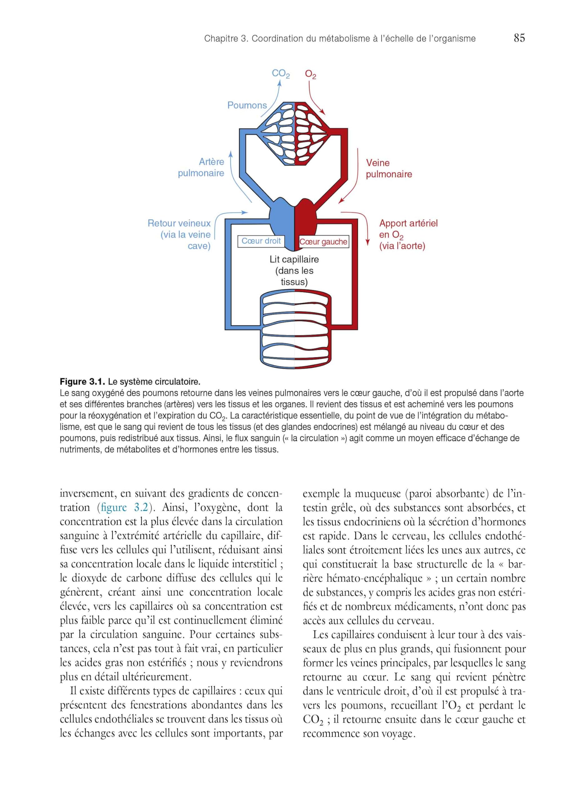 Le Métabolisme humain et sa régulation