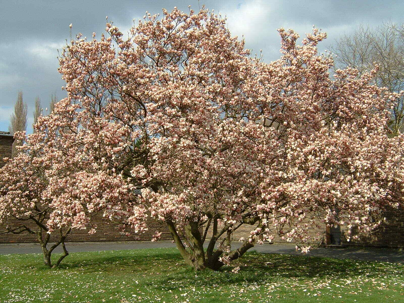 Magnolia giapponese soulangeana Pianta in Mastello ø35 cm Altezza 170/200 cm Vivaio di Castelletto