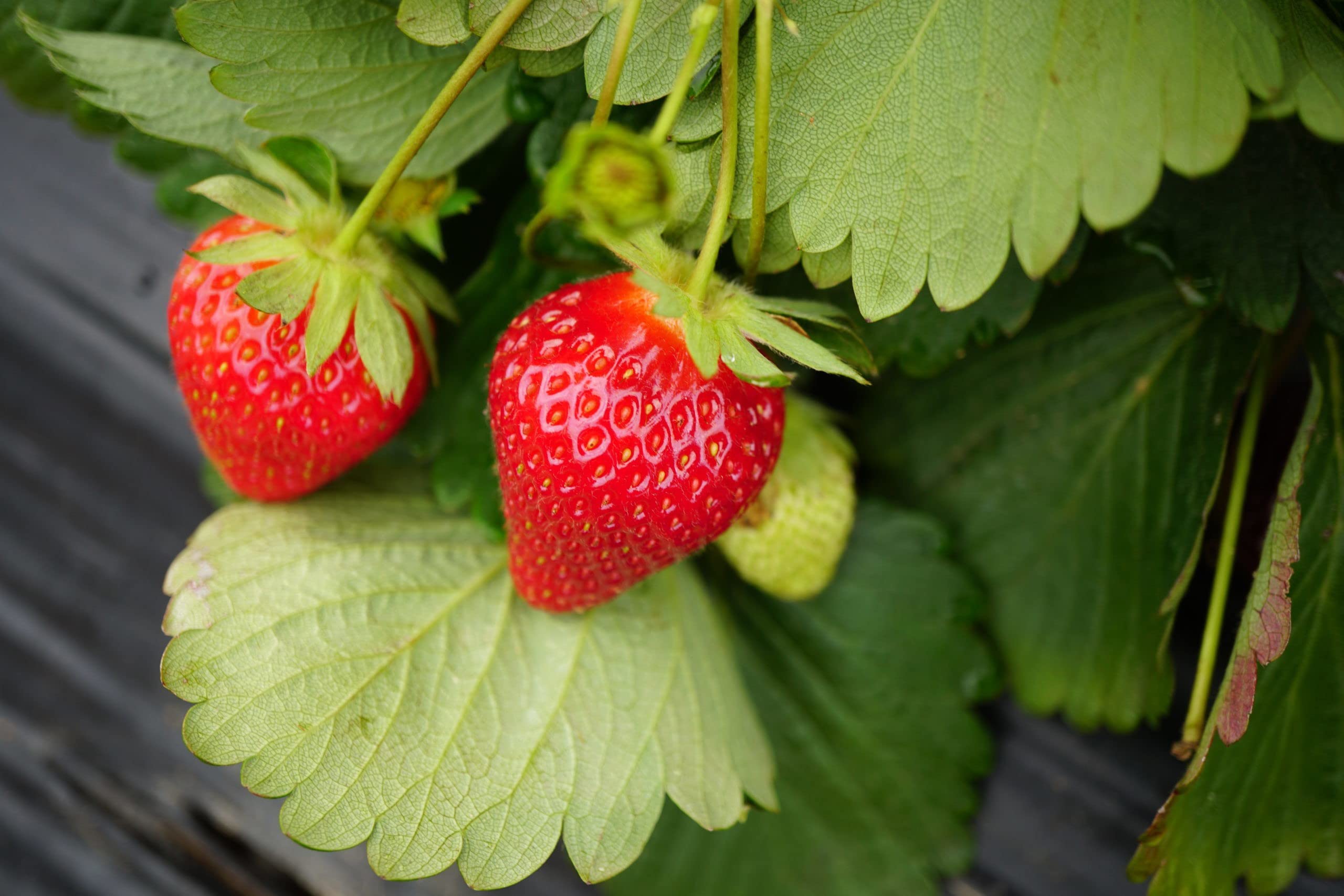Paudha StrawBerry Fruit Hybrid Fruit pack of 41 seeds (B09NKX2SPJ) Amazon Price History, Amazon Price Tracker