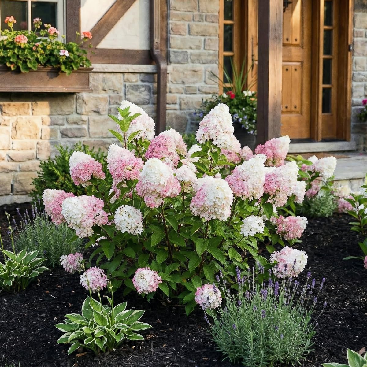 Hortensia à Planter - Hydrangea Paniculata Pink and Rose - 3 Plantes