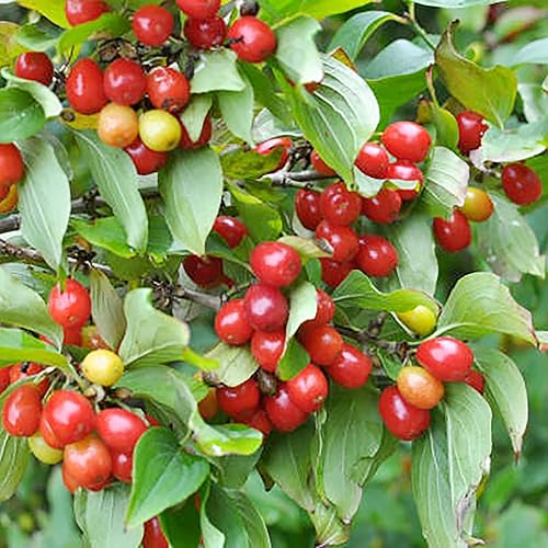 Miniatura 6 de QAUZUY GARDEN 10 semillas de cornelo de cereza de cornalina premium (Cornus Mas), semillas de cornel europeas, sabrosas y de alto rendimiento,