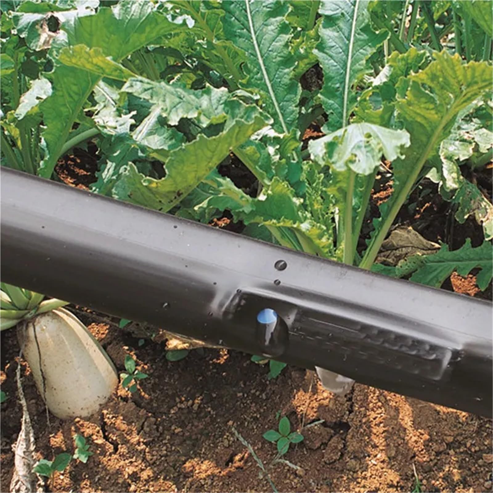 5 m ~ 100 m 16 mm Tropfbewässerungsschlauch, Obst-T-Stück, Gewächshaus-Bewässerungsrohr, Tropfband, Mikrobewässerungssystem, Tropfbewässerungsschlauch(Space 200mm 100m(2RollsX50m))