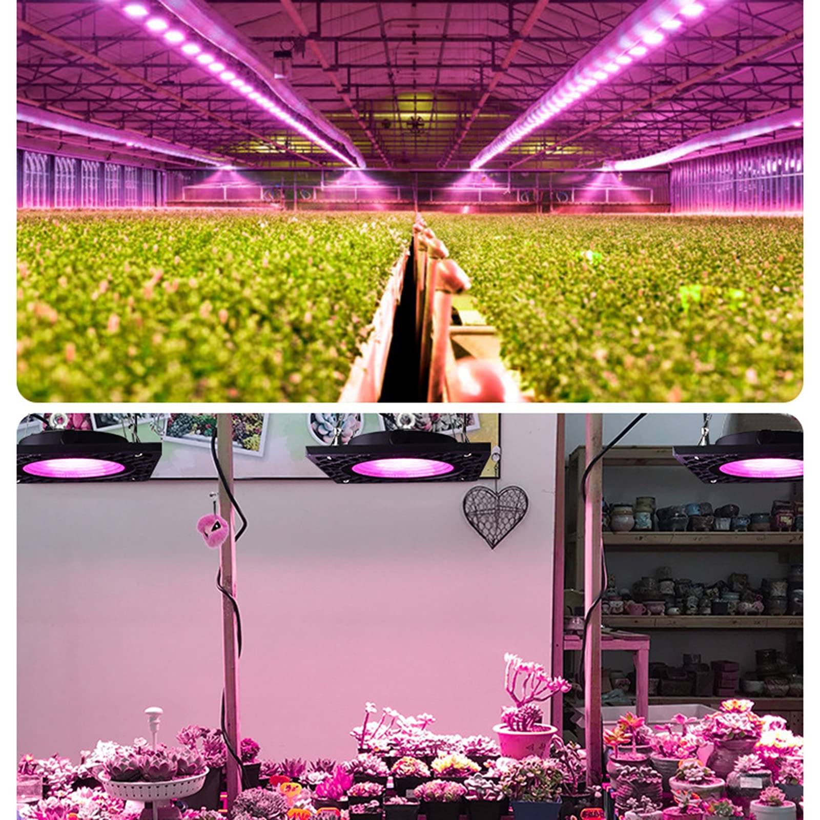 LED Lámpara de IA Planta, 50W Grow Light Espectro Completo, para Interior/Invernadero/Grow Box Vegetal Crecimiento,Blanco