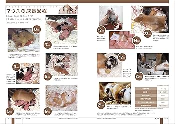 Amazon.co.jp: ネズミ完全飼育 マウス、ラット、スナネズミ