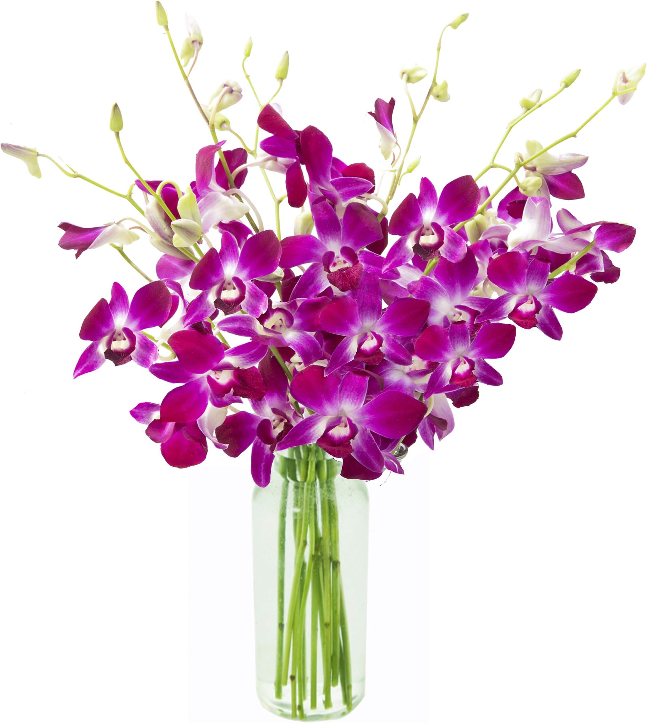 KaBloom - Bouquet of Purple Orchids from Thailand with Vase - Fresh Flowers for Birthday, Valentine's & Mother's Day