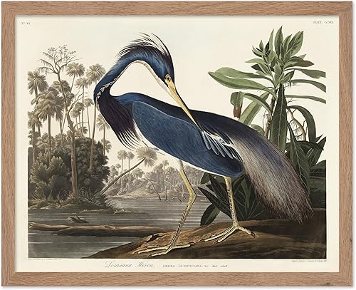 Miniatura 51 de Poster Master Póster vintage de colibríes, impresión de formas de arte retro en la naturaleza, arte de pájaros, regalo para él, ella y amante de los