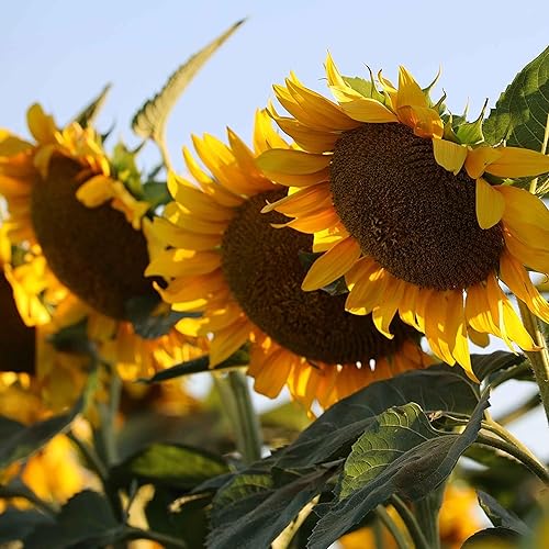 Miniatura 5 de Semillas de girasol para plantar, bolsa de 5 libras (1/4 acre), semillas de parcela de alimentos, ciervos, pájaros, fesantes, palomas,