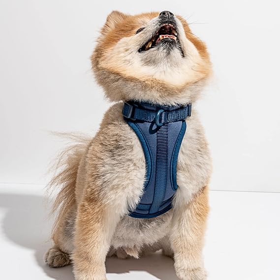 Wild One Harness 2.0 - Small - Blue
