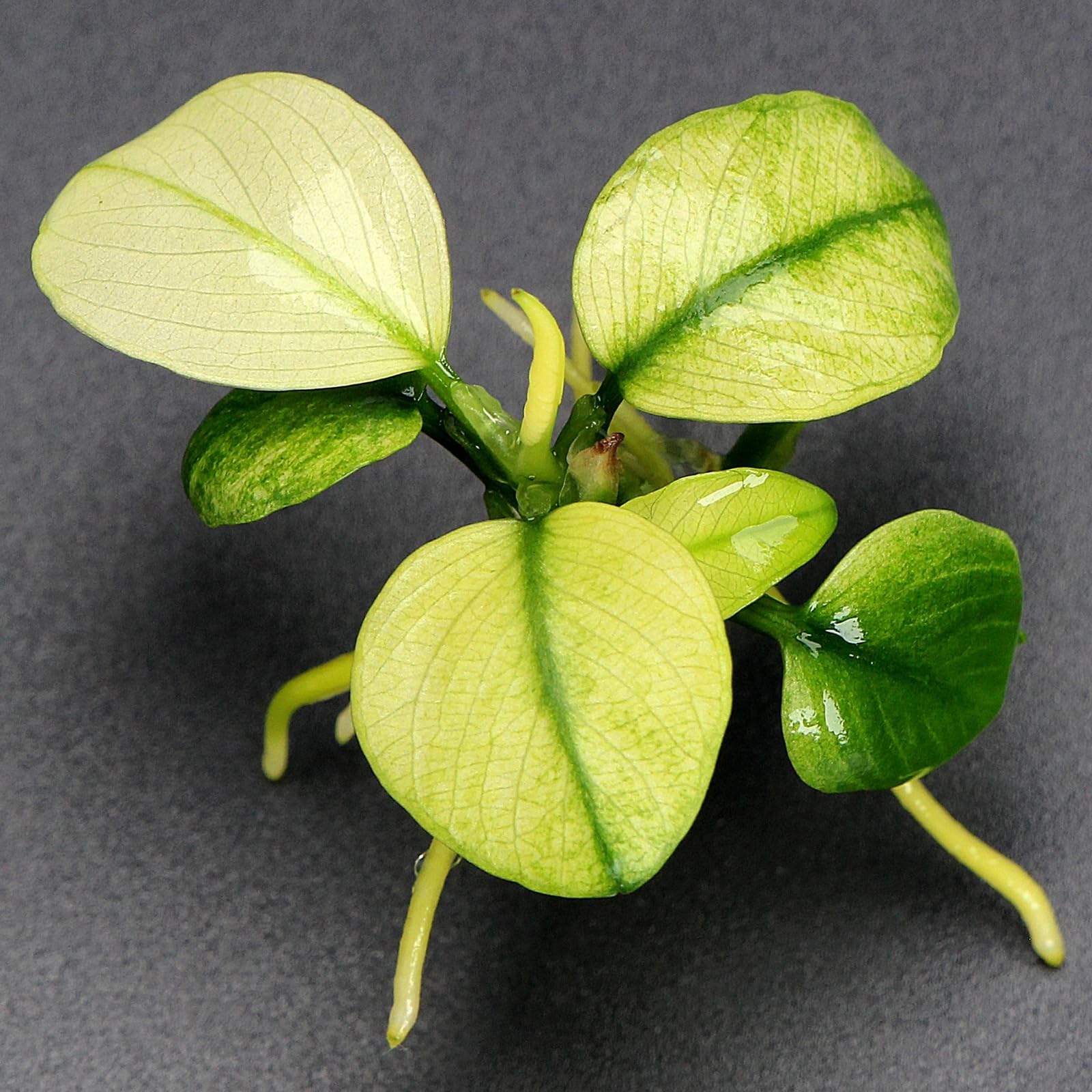 K2AQUA Anubias Broad White in Vitro Very Rare Live Aquarium Plant Variegated White Green Leaves Epiphyte Foreground Midground Freshwater Tropical Tank