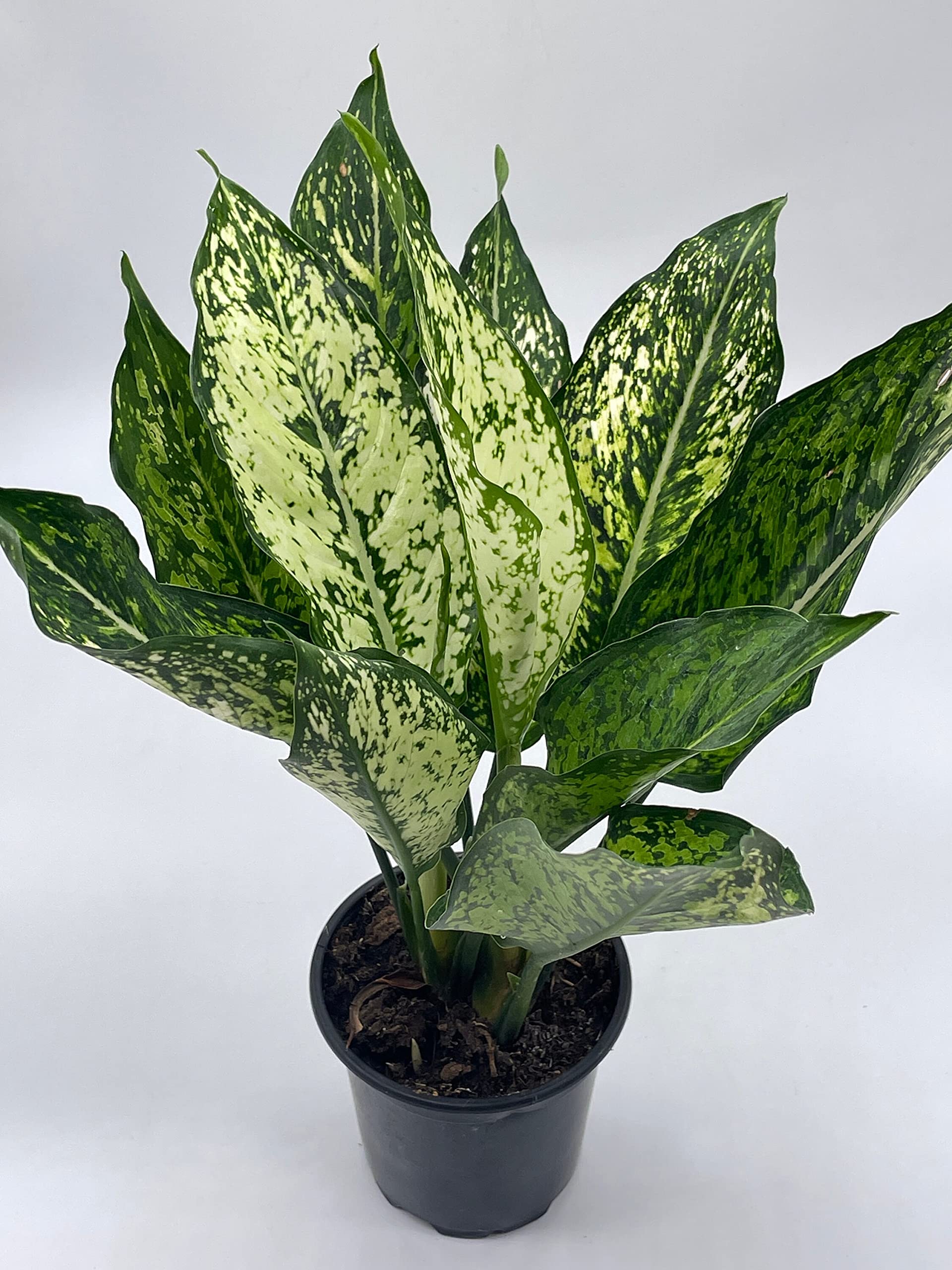 indoor house plant food Indoor Plant Food | All-purpose House Plant Fertilizer
