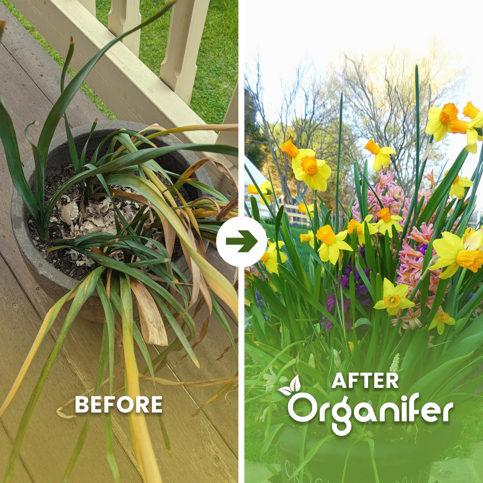 Fertilizante Líquido - 5x1L - Para Narciso - NPK 3-4-3 | Flores Largas Y Plantas Fuertes - Organifer