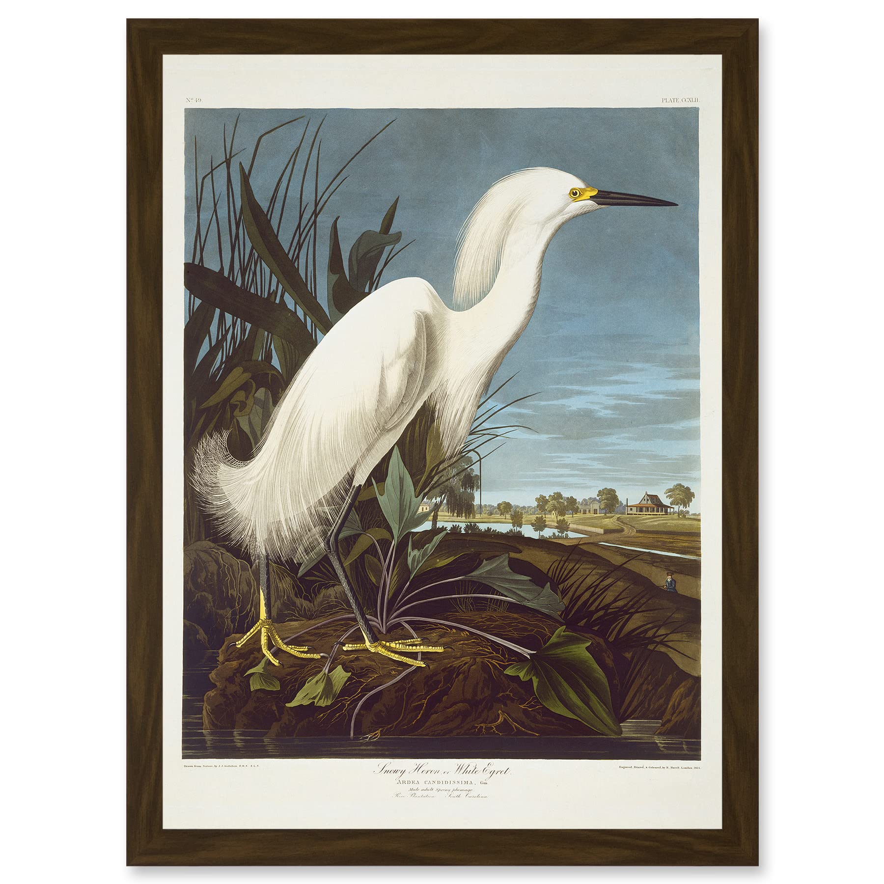 Artery8 Painting Bird Audubon Snowy Heron Egret Artwork Framed Wall Art Print A4