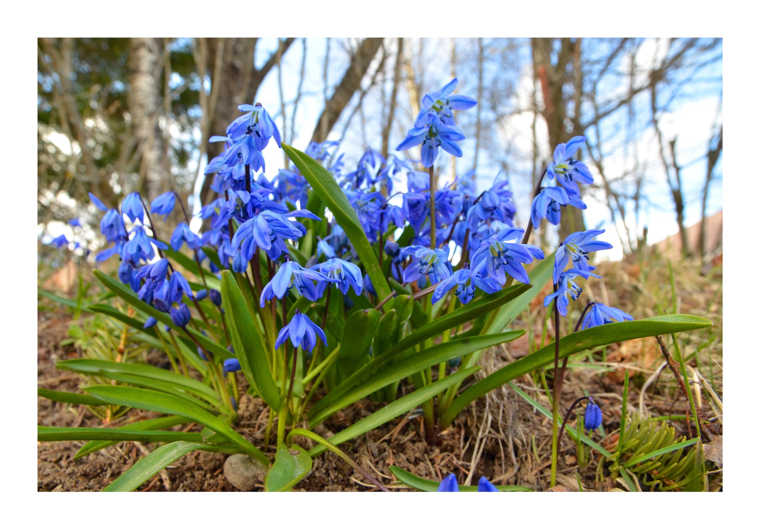 10 Scilla Siberica Bulbs Spring Flowering Blue Hardy Garden Siberian Squill