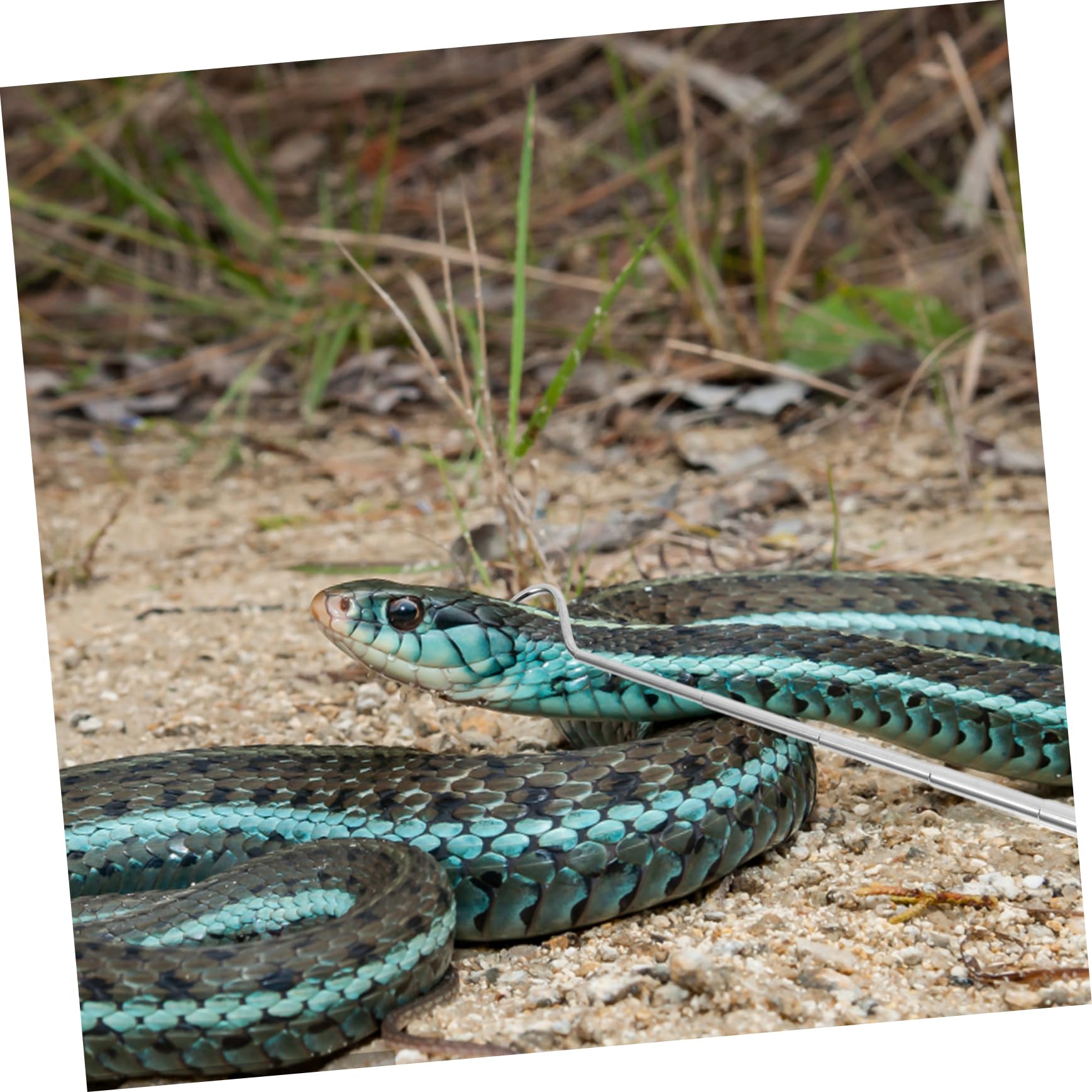 Garneck Crochet Rétractable pour Serpents Inoxydable Outil Ajustable Long de Capture Reptiles Portable pour Attraper Serpents Reptiles