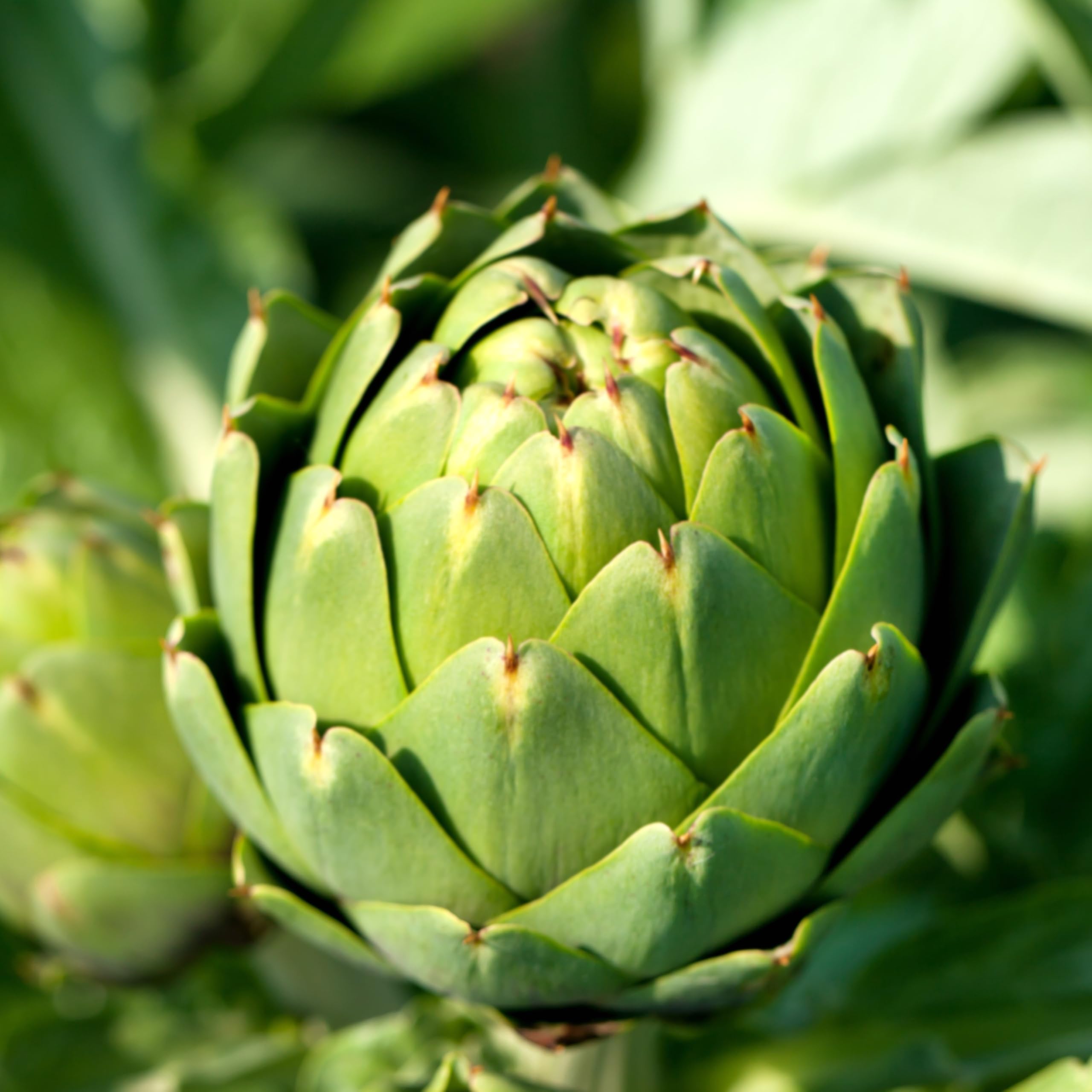 PREMIER SEEDS DIRECT - Artichoke Seeds - GROS VERT DE LAON (400 Seeds)