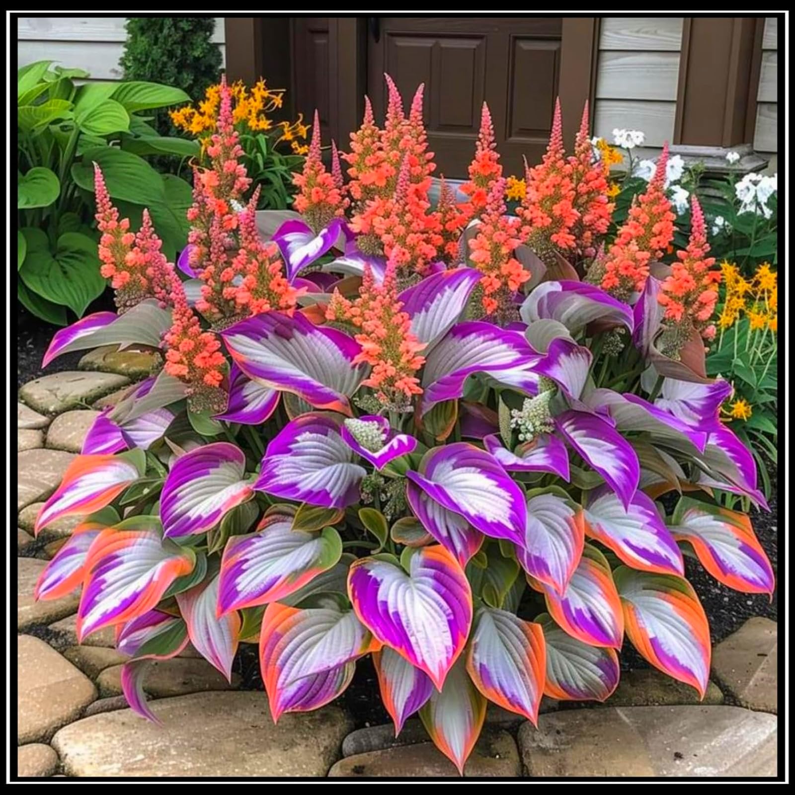 Hosta Bulbs for Planting,Hosta Mix,Excellent Display,Perennial-8bulbs-D