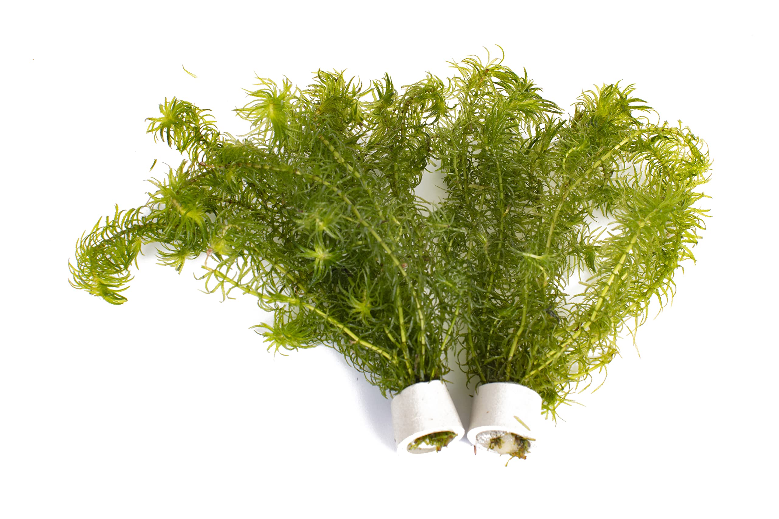 PondPlantsUK 2 x Live Plants for aquascaping, mosses, Fern, Tropical Aquatic Plants in Ceramic Weights (Egeria Najas)
