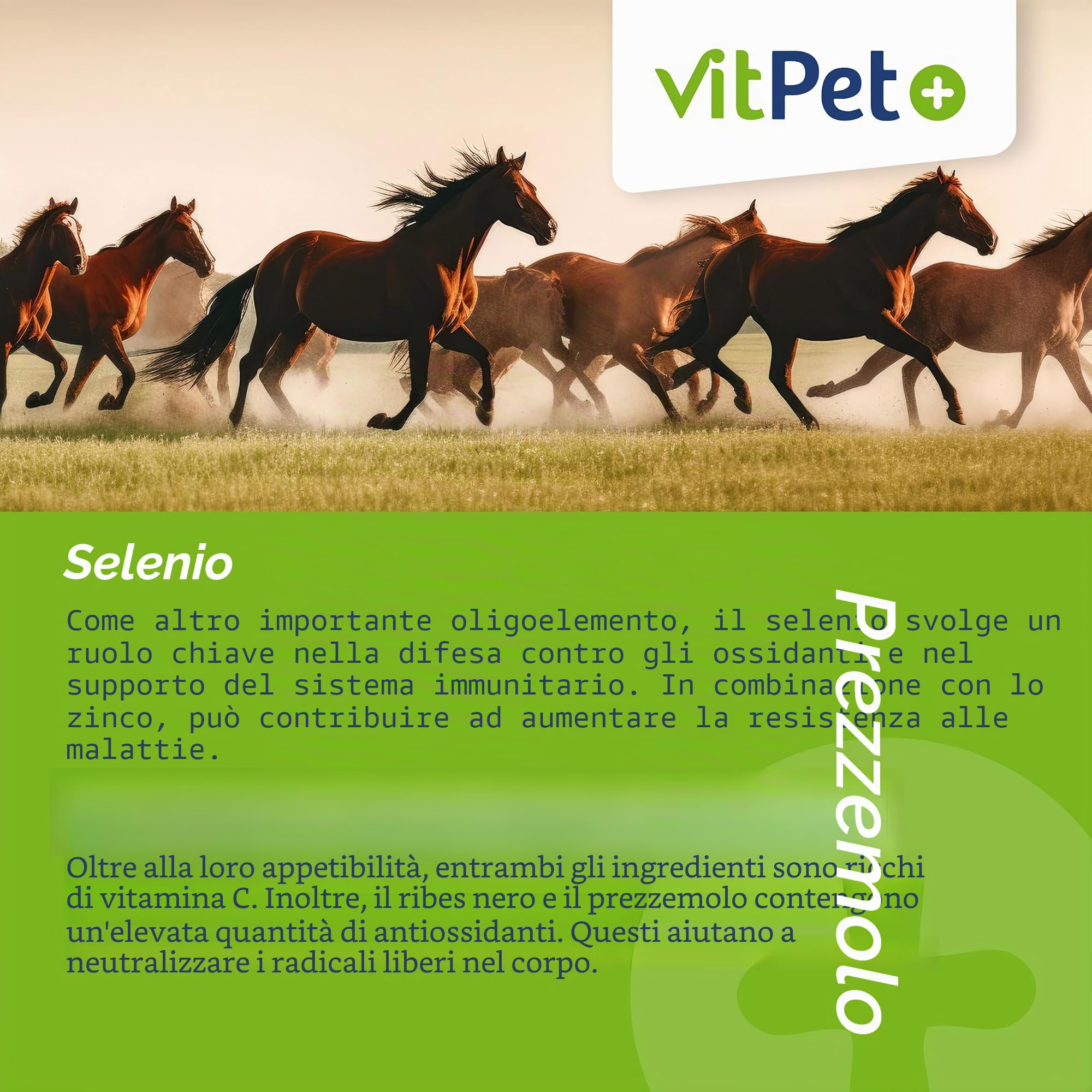 Zink Forte Plus | Cavallo di zinco ad alto dosaggio più rame e selenio | Con due forme di zinco per un assorbimento duraturo, per pelliccia, zoccoli e sistema immunitario, 1,8 kg