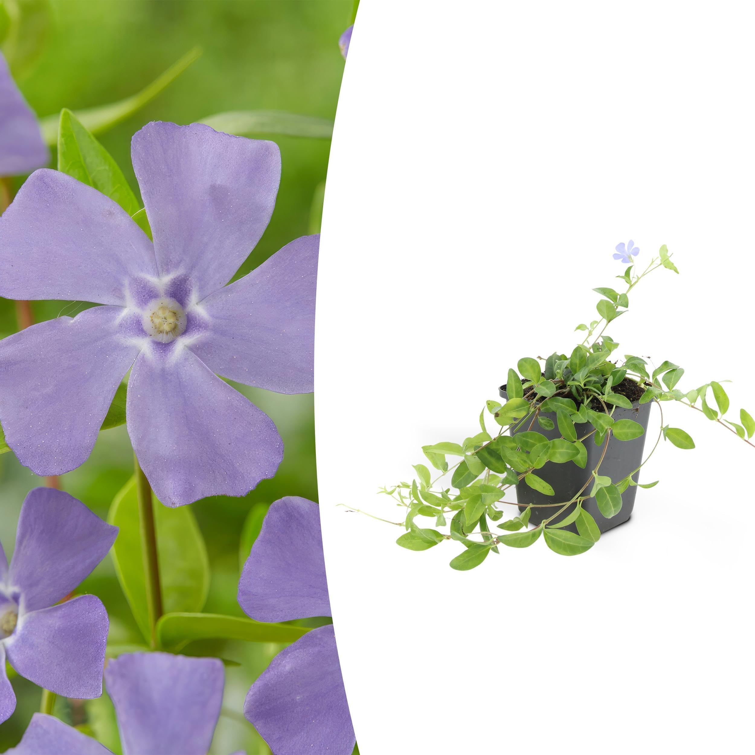 Vinca minor 'La Grave' | 6 stuks - 10-25cm - Ø9cm - Planta de jardín