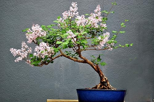 Semillas de árbol bonsái Pink Lilac | Más de 30 semillas | Muy apreciadas para bonsái, impresionantes flores rosadas