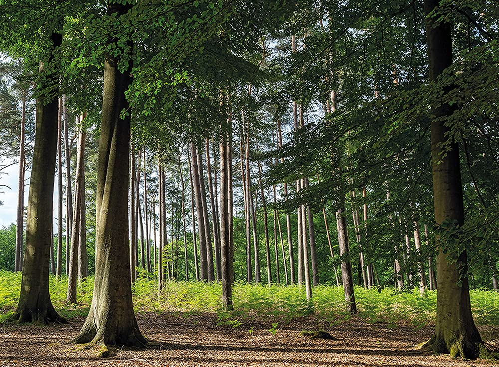 Foppapedretti Cover per Seggiolino Auto Ovetto, Bianco - 3