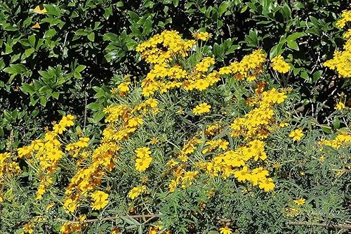 Miniatura 3 de Yerbero - Te Hierbanis | Yerbanis | Santa María | 2 oz (56 gr) Té de hierbas (Tagetes Lucida Tea) Bolsa resellable de pie hecha por Nature100% té