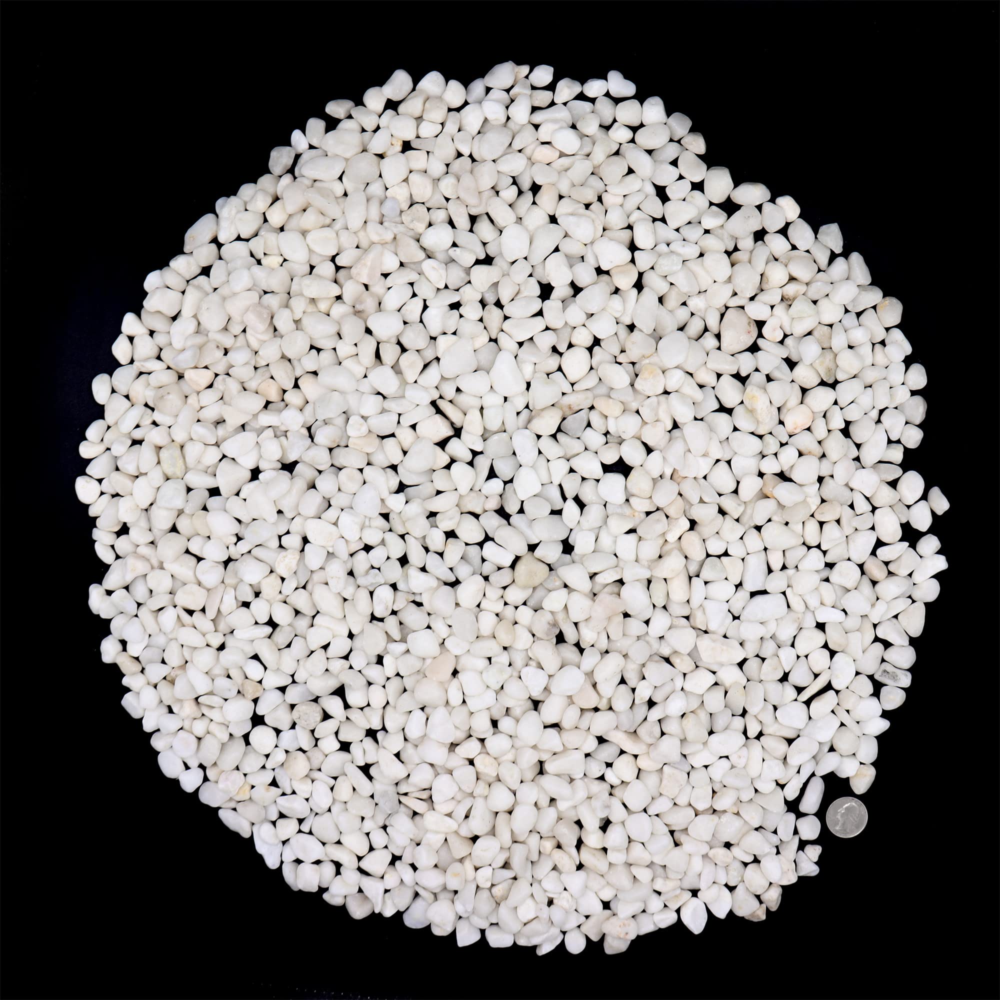 Rocas blancas para plantas. Guijarros pulidos decorativos blancos de 3/8 pulgadas - 10 libras para plantas, jardín, paisajismo, suculentas, macetas, plantas (XSM (0.375 pulgadas),