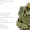 Black Currant Organic Leaf Tea - Great With Deserts - Ribes Nigrum - The Currant Bush Black Currant Leaves Tea Black Currant Leaf Of Black Currant Organic Blackcurrant Black Currant Tea