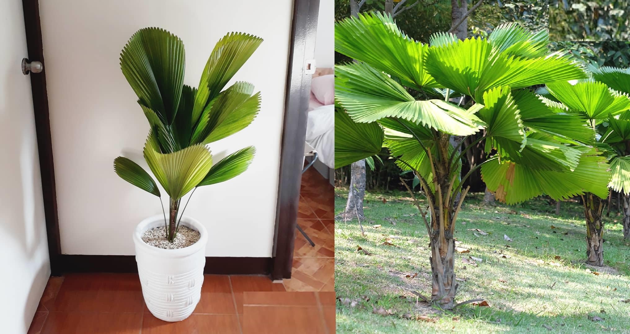 Ruffled Fan Palm Licuala Grandis 5 Seeds