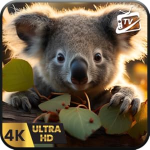 Lebenruhe Koala-Momente Einschlafhilfe