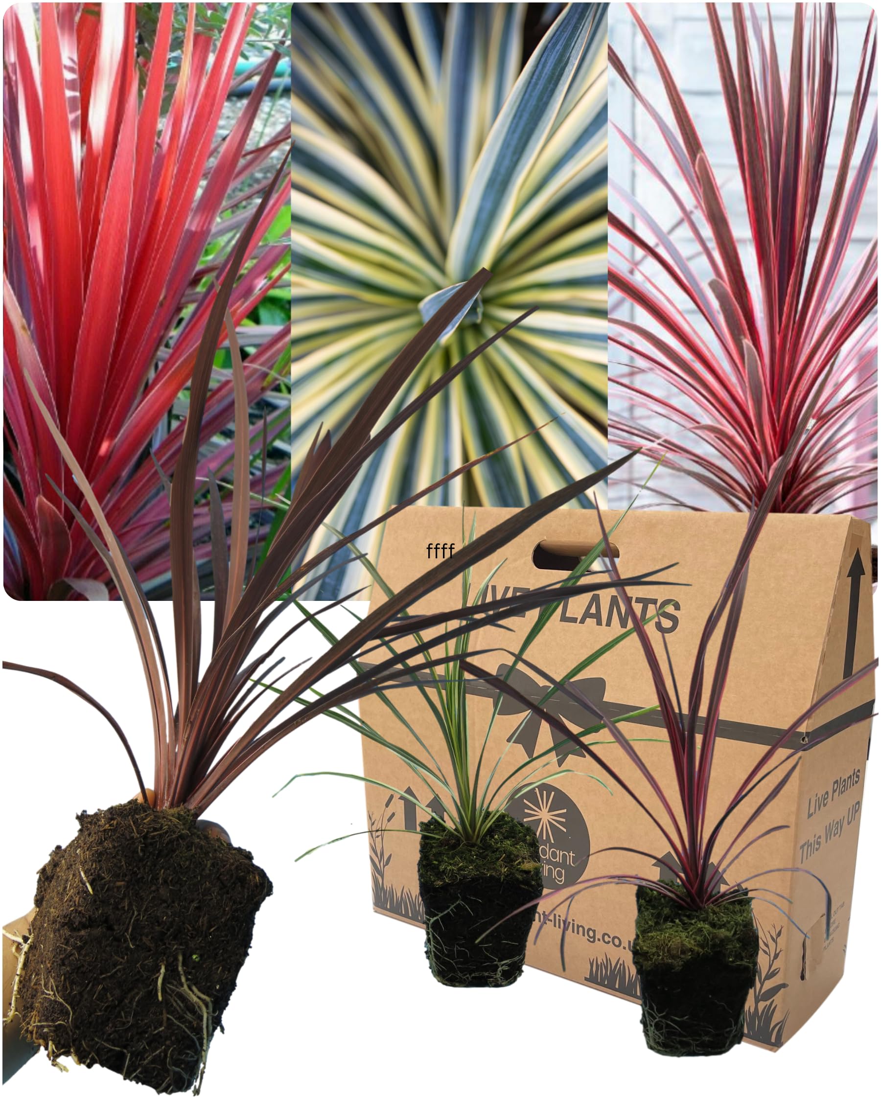 3 Mixed Live Cordyline Garden Plants - Red Star, Charlie Boy & Torbay Dazzler. Grown in Large 13cm Pots, 30-40cm Tall. Ornamental Hardy Evergreen Garden Ready Outdoor Shrub or Indoor House Plant. — image 1
