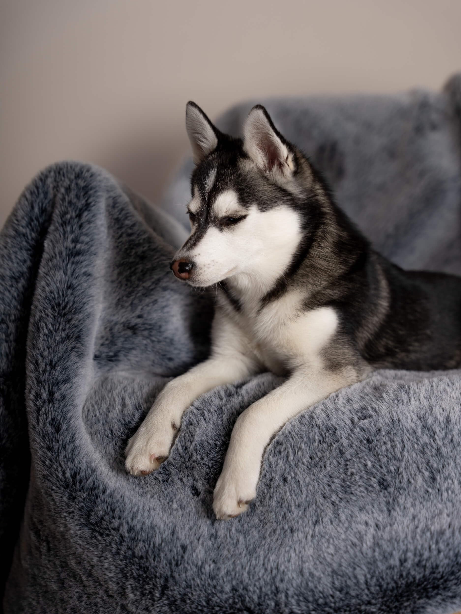 TrendPet Yuma Felldecke - Kuschelige Premium Hundedecke, geeignet für Hunde und Katzen oder in XXL als Sofadecke (170 x 100cm)