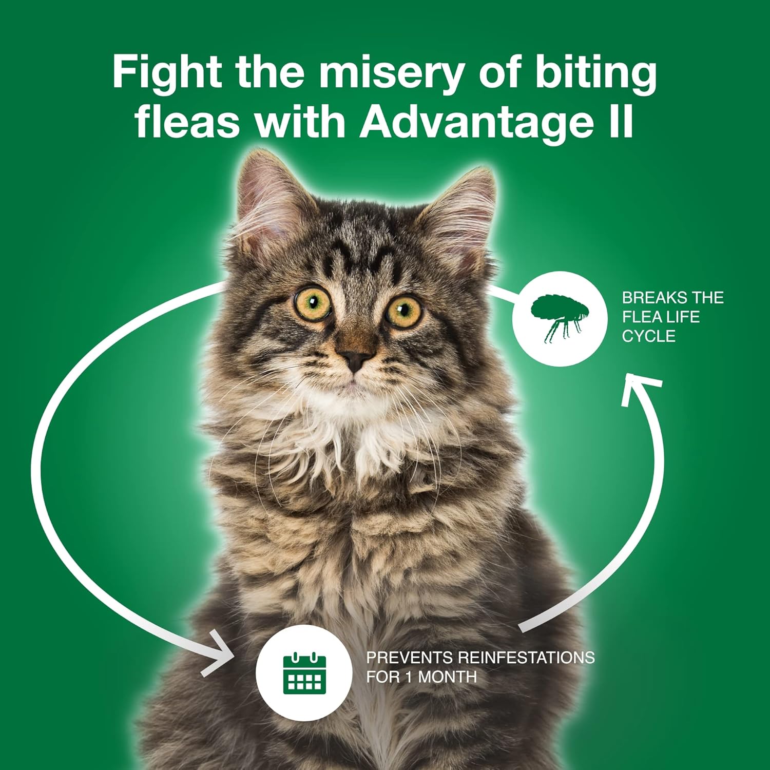 Advantage II Large Cat Vet-Recommended Flea Treatment & Prevention | Cats Over 9 lbs. | 3-Month Supply