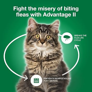 Advantage II Large Cat Vet-Recommended Flea Treatment & Prevention | Cats Over 9 lbs. | 3-Month Supply