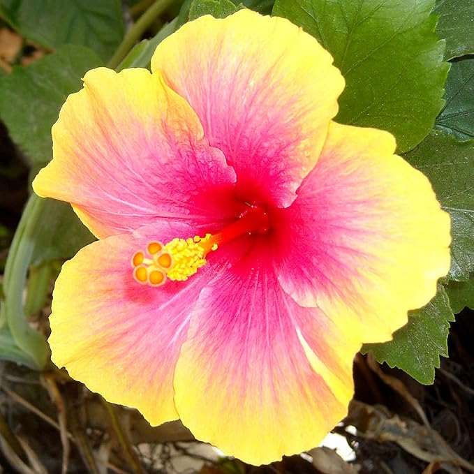 CHUXAY GARDEN Yellow Pink Hibiscus Seed 10 Seeds Bright