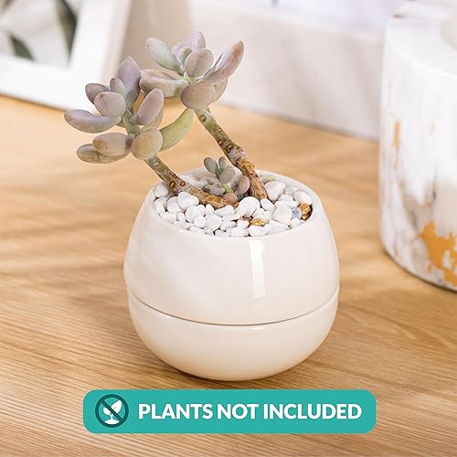Miniatura 5 de Willowy Maceta pequeña para suculentas (paquete de 1) Macetas para suculentas con bandeja de drenaje Macetas de cerámica, macetas para