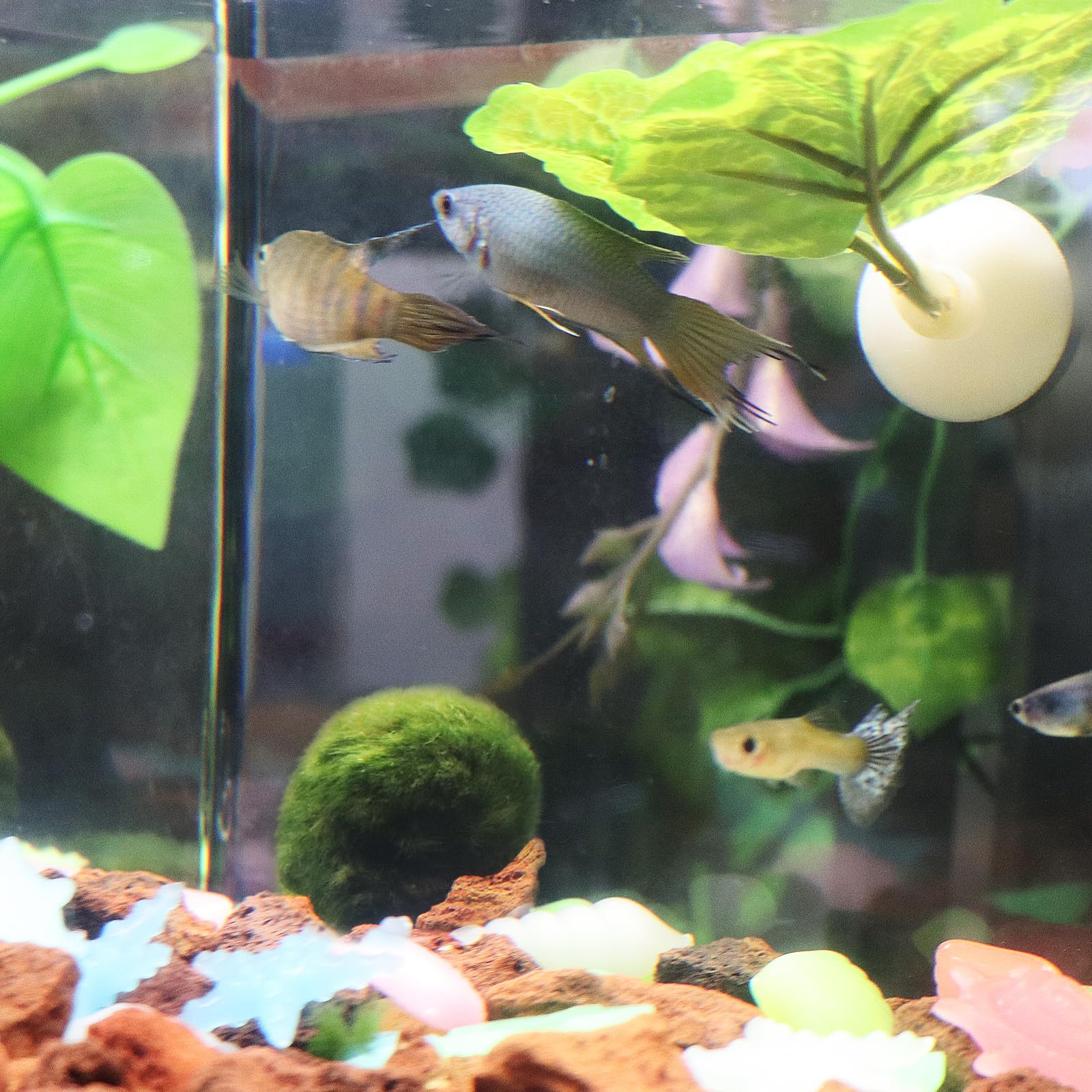 Lot de 2 boules d'algues vertes naturelles pour aquarium, décorées de boules d'algues vertes (L)