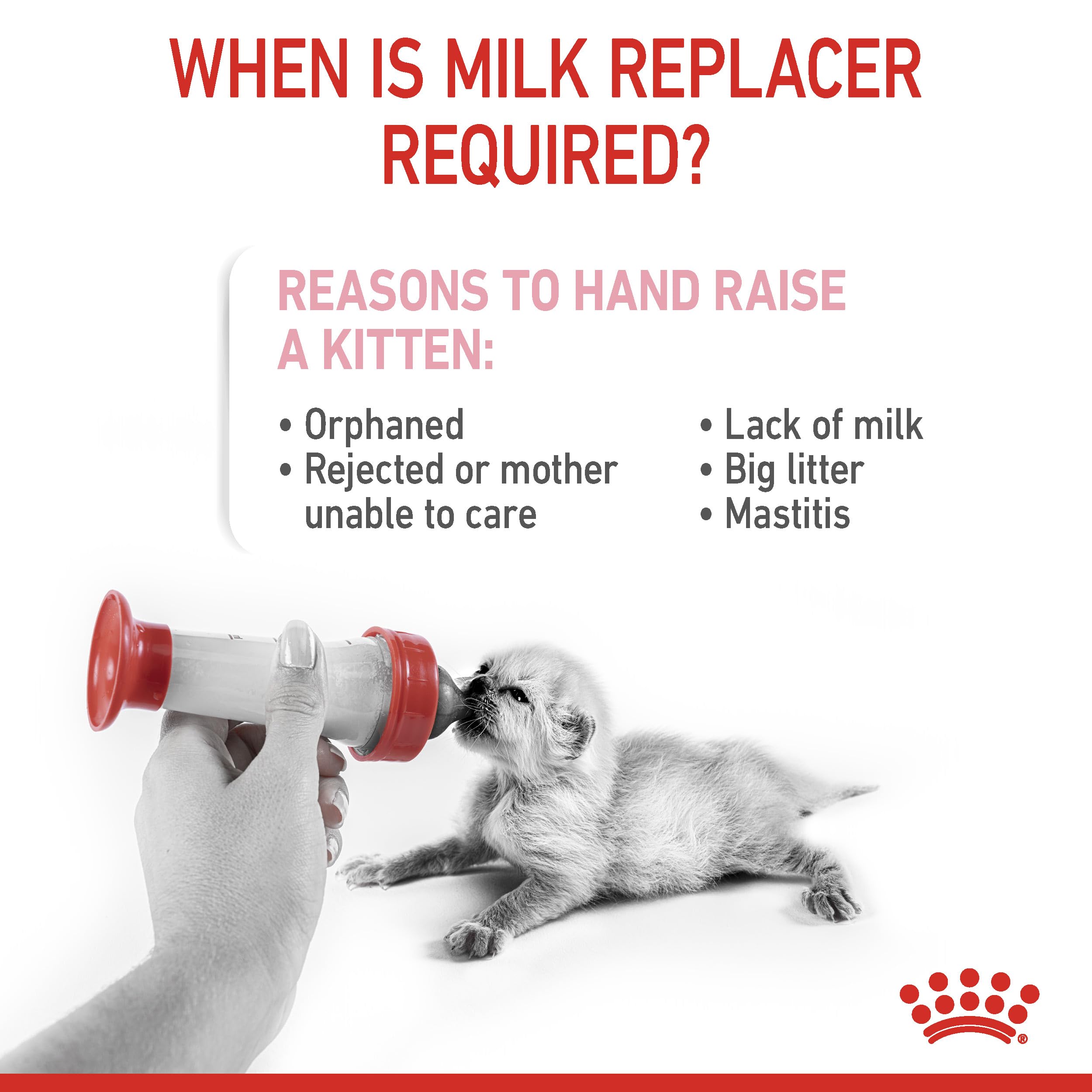 Royal Canin Babycat Milk 300 g : Amazon.ca: Pet Supplies