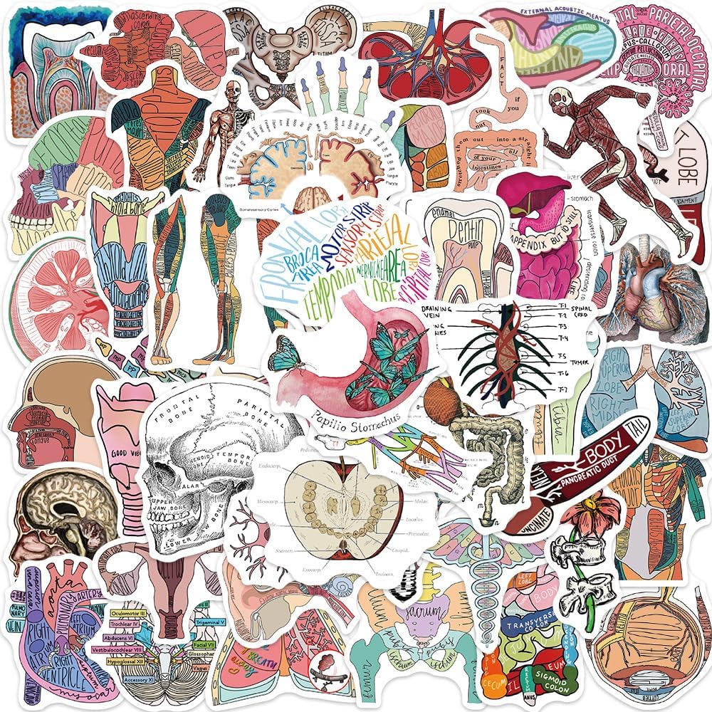 Cool Anatomy Stickers for Adults 50Pcs Medicine Biology Waterproof Decals