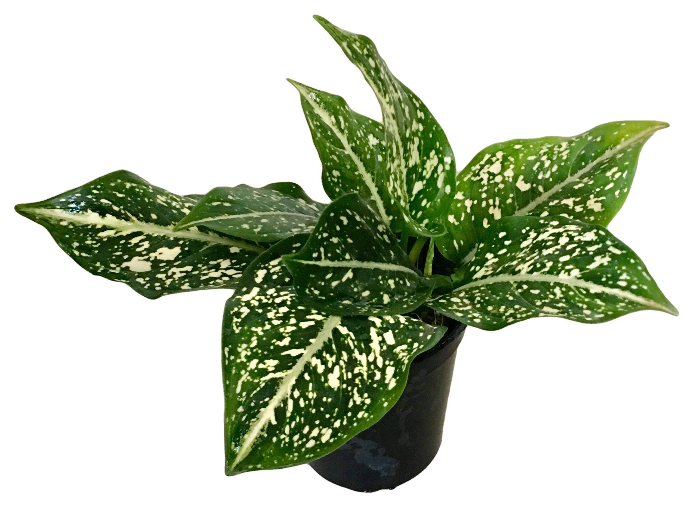 The Four Seasons Aglaonema Costatum Dwarf (Spotted Evergreen) Natural Live Plant in Pot (B082FBWVJJ) Amazon Price History, Amazon Price Tracker
