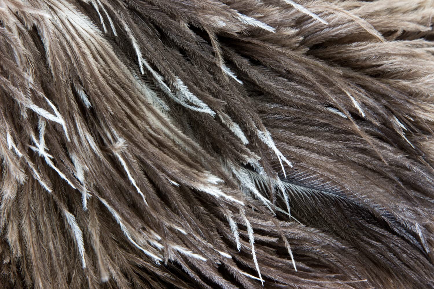 毛ばたき2本セット 約120センチ koryomarket-ostrich_20060