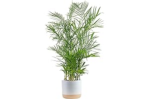 Costa Farms Bamboo, Easy Indoor Houseplant