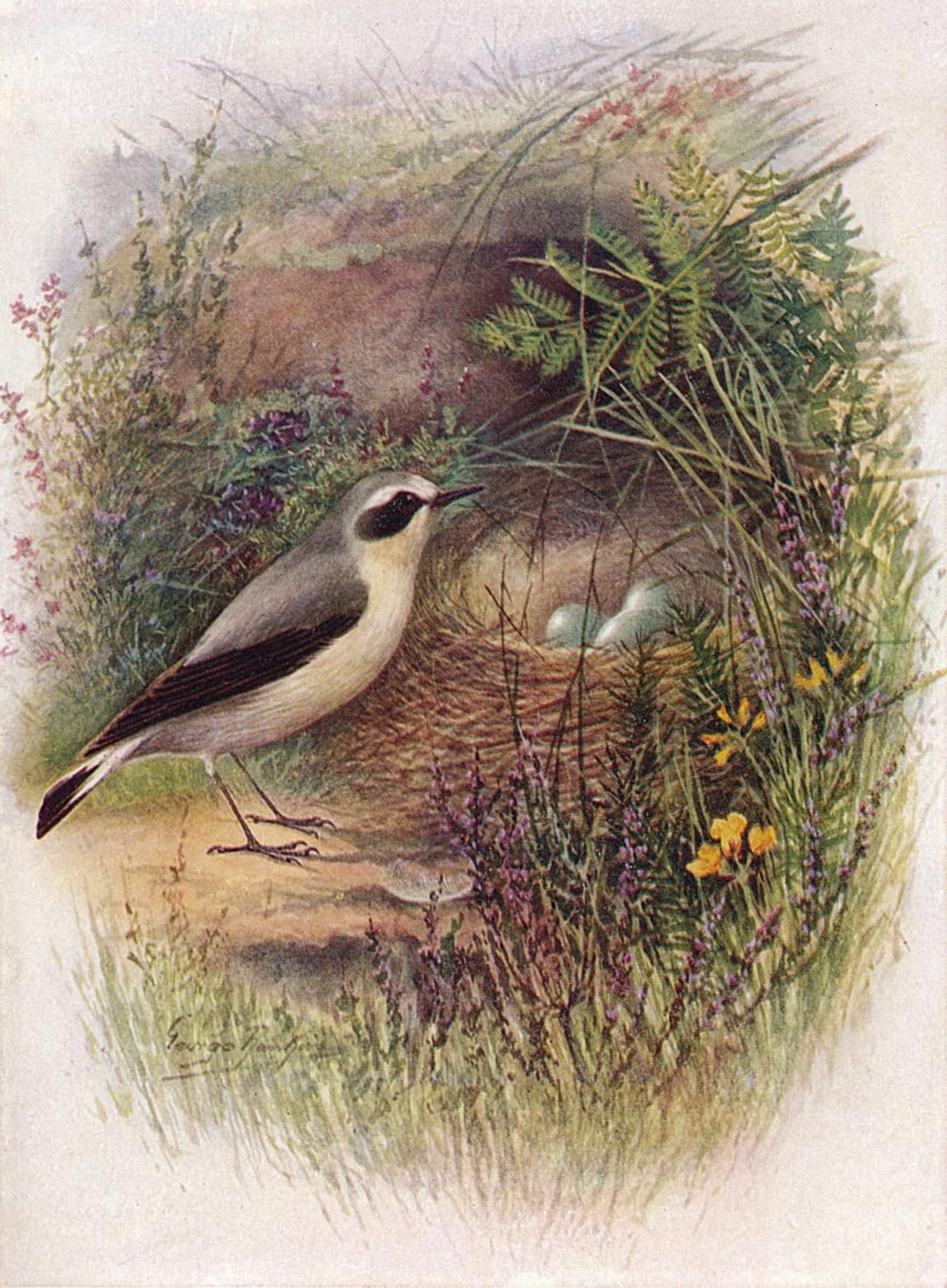 ARTXLXXBN Famous Prints Artwork Pictures Poster Painting Art Wheatear Saxicola Oenanthe by George Rankin Artwork Landscape Pictures for Home Decor 60x90cm