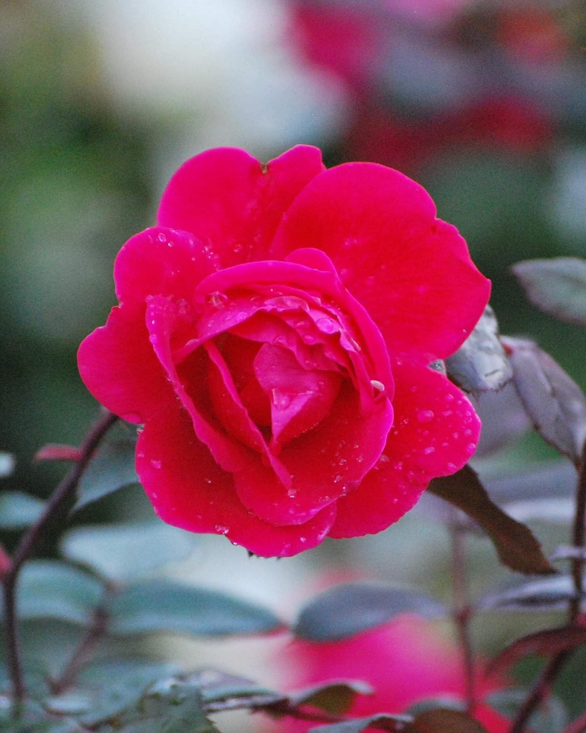 Perennial Farm Marketplace Red Double Knockout Rose Flowering Shrub, Size-#3 Container, Cherry Color Blooms