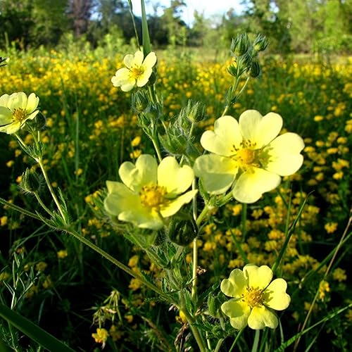 Cinquefoil Seeds (Potentilla recta) Más de 100 semillas de hierbas medicinales en cápsulas de semillas congeladas para el jardinero y coleccionista