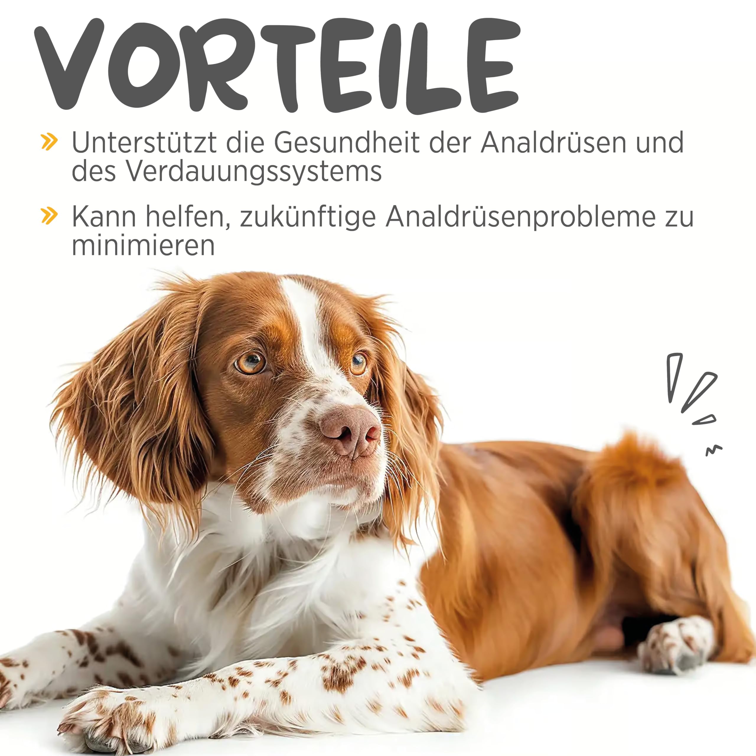maxxipaws maxxiscoot Analdrüse & Darmgesundheit für Hunde - Nahrungsergänzungsmittel in Pulverform, 140g