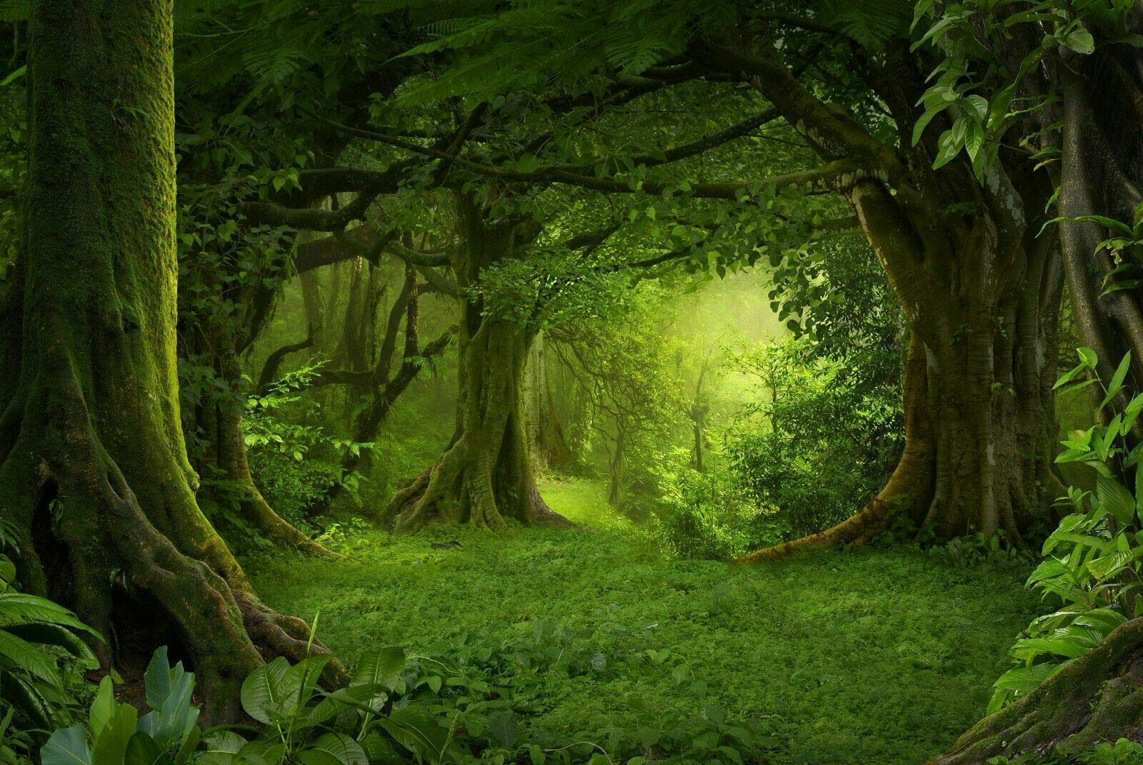 rayprint Magical Green Forest Poster Novelty Metal Sign Man Cave Home Bar Pub Wall Decoration 8x12 Inch Coffee Beer Garage Kitchen Bathroom Door Garden