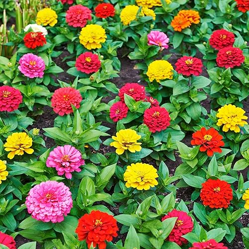 Miniatura 7 de Terry Zinnia Mezcla de semillas de doble flor para plantar alrededor de 100 semillas de flores anuales