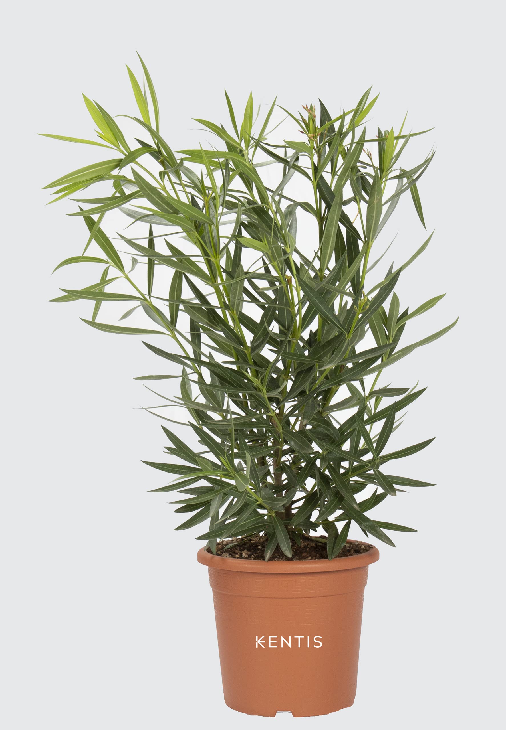 KENTIS - Nerium Oleander Weiß Winterharte Pflanzen für Garten - Blühende Heckenpflanzen für Balkon und Terrasse - H 40/50 cm Topf Ø 18 cm